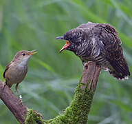 Common Cuckoo