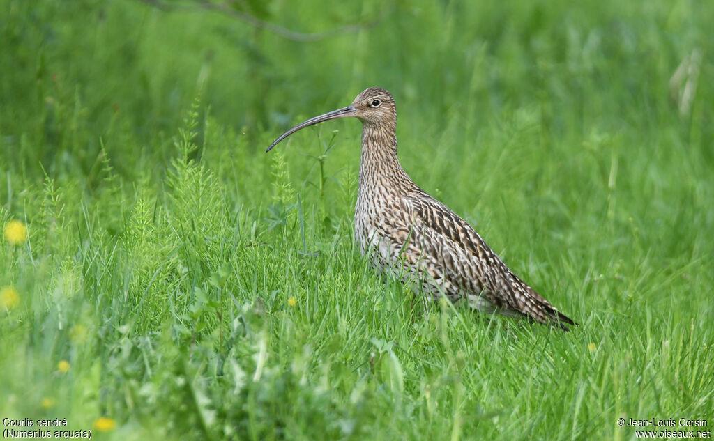 Eurasian Curlew