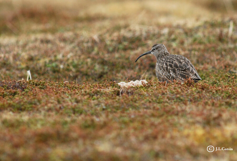 Eurasian Whimbrel