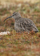 Eurasian Whimbrel