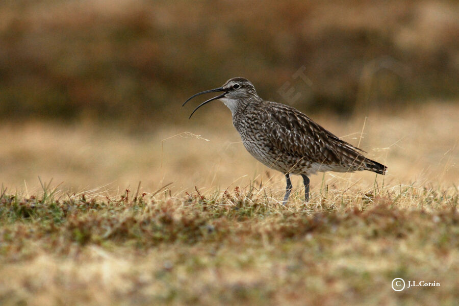 Eurasian Whimbrel