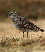 Eurasian Whimbrel