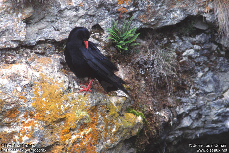 Red-billed Chough