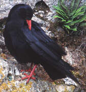 Red-billed Chough