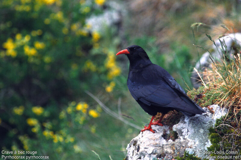 Red-billed Chough