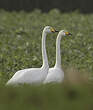 Cygne chanteur