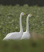 Whooper Swan