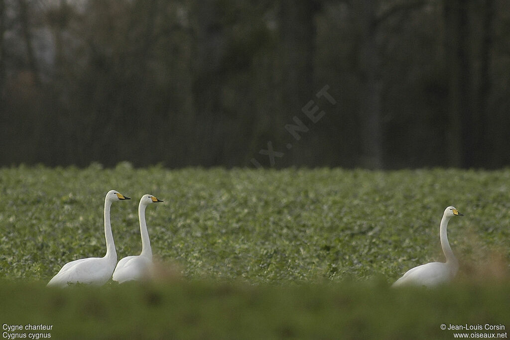 Cygne chanteur