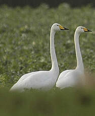 Cygne chanteur