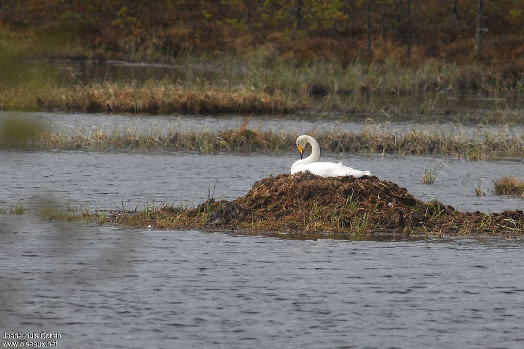 Cygne chanteuradulte, habitat, Nidification