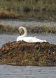 Cygne chanteur