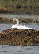 Cygne chanteur