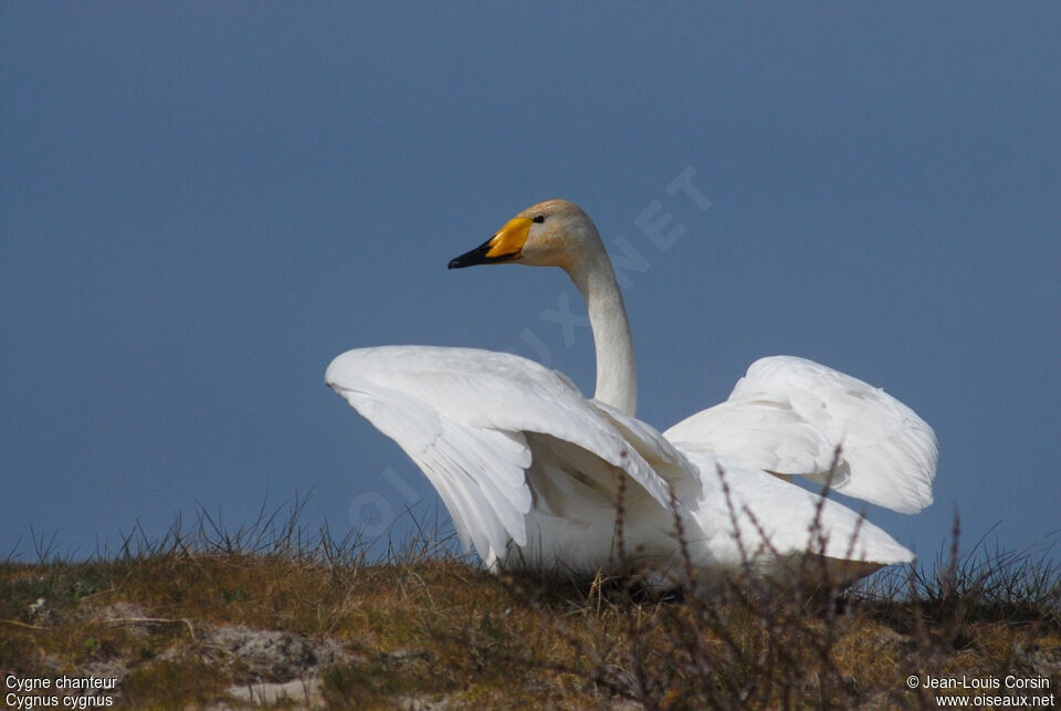 Cygne chanteur