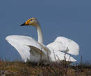 Cygne chanteur