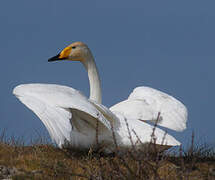 Cygne chanteur