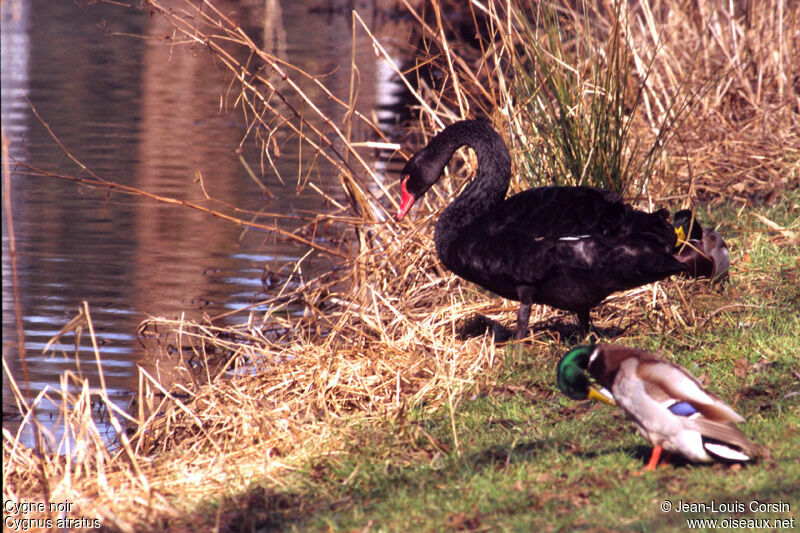 Cygne noir