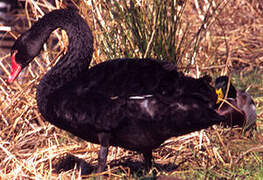 Black Swan