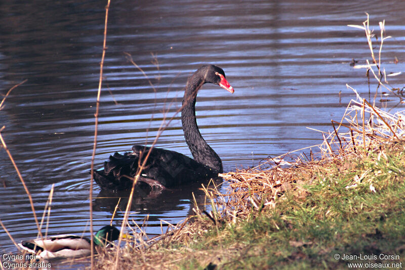 Cygne noir