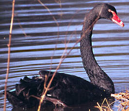 Cygne noir