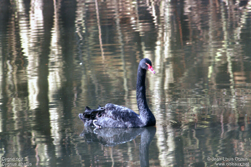 Black Swan