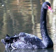 Black Swan