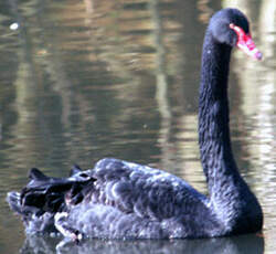 Cygne noir