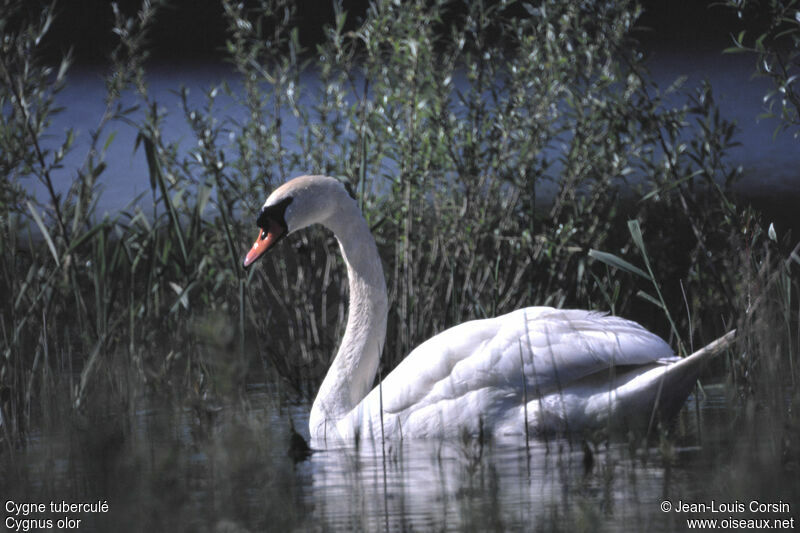 Cygne tuberculé