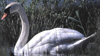 Mute Swan