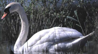 Cygne tuberculé