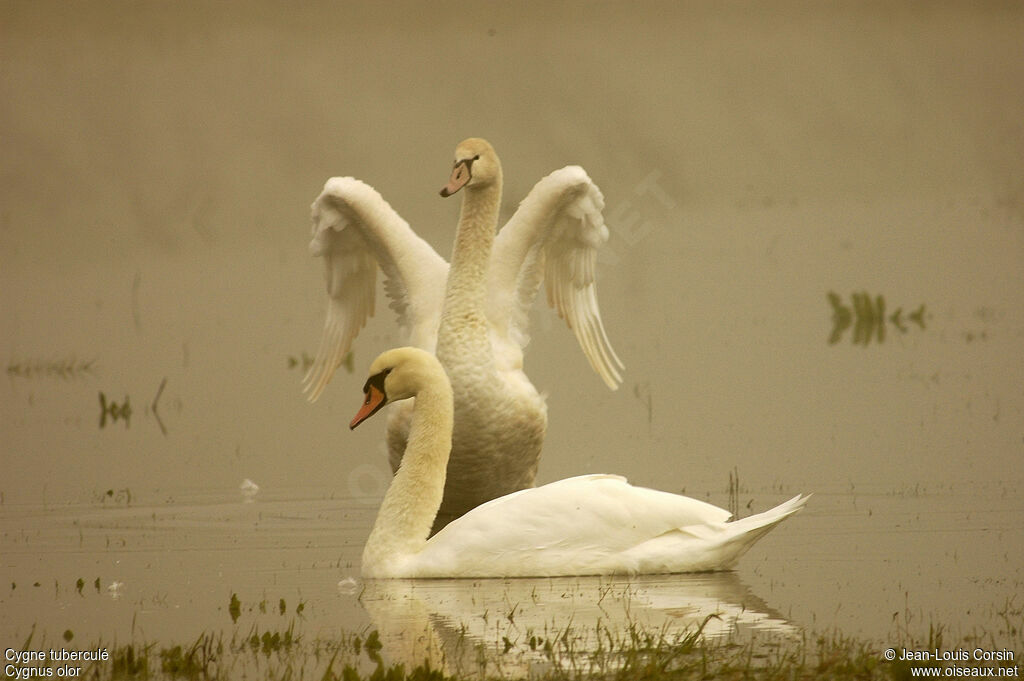 Mute Swan