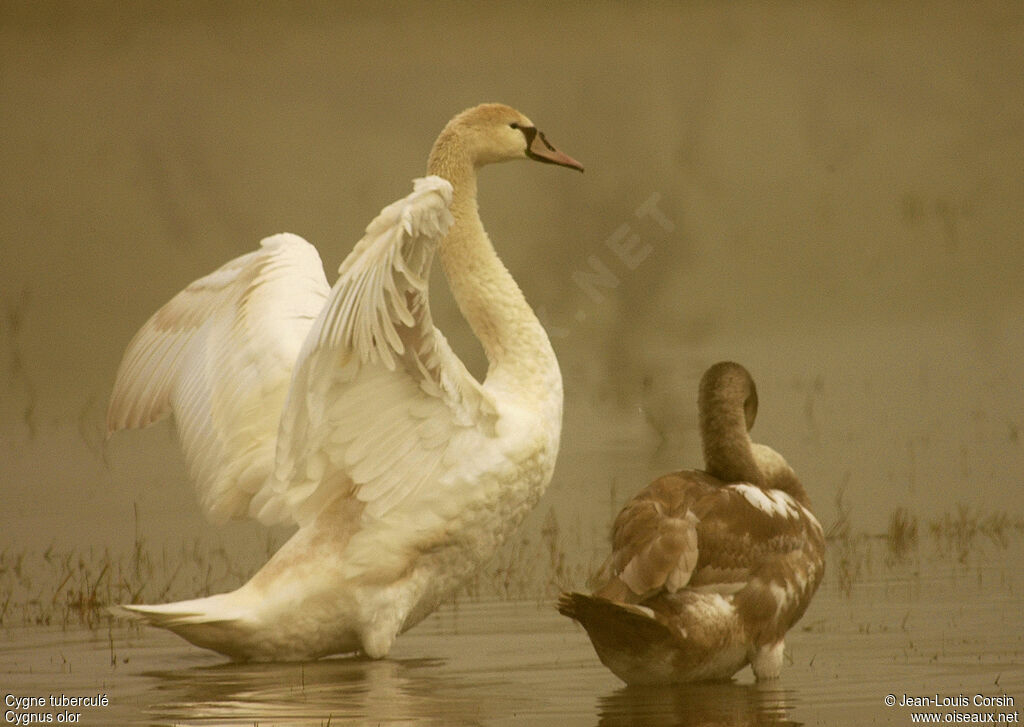 Mute Swan