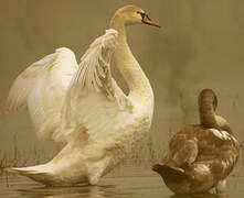 Cygne tuberculé