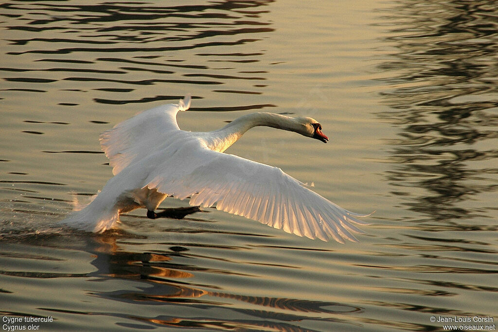 Cygne tuberculé