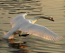 Cygne tuberculé