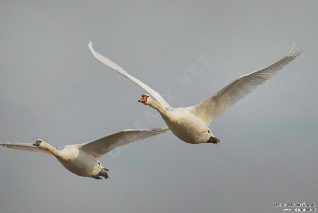 Cygne tuberculé