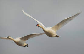 Mute Swan