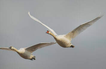 Cygne tuberculé