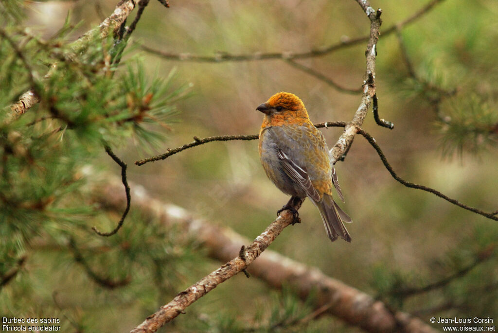 Pine Grosbeak female