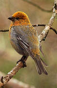 Pine Grosbeak