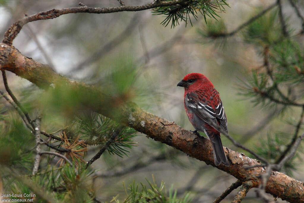 Pine Grosbeak male adult, habitat, pigmentation