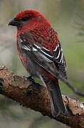 Pine Grosbeak