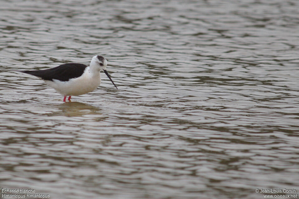 Black-winged Stilt