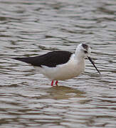 Black-winged Stilt