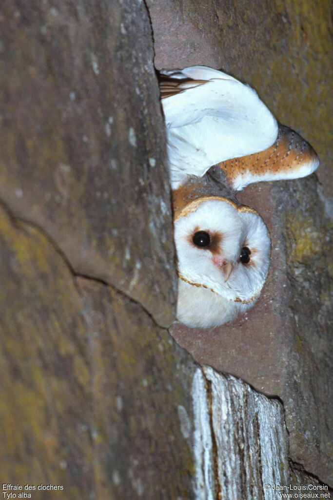 Western Barn Owl