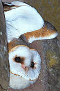 Western Barn Owl