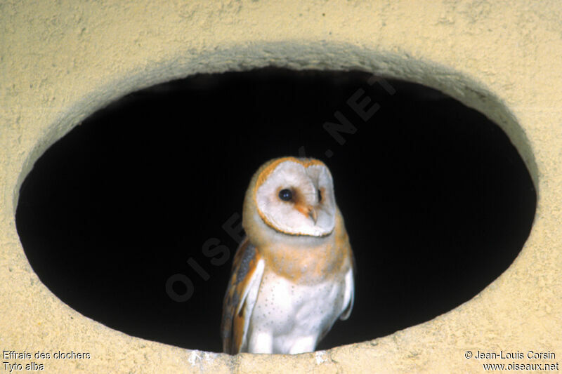 Western Barn Owl