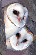 Western Barn Owl