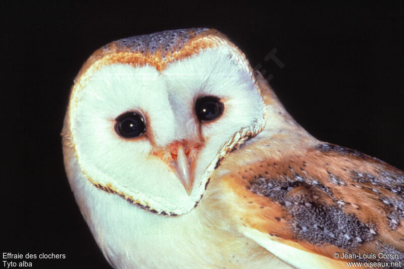 Western Barn Owl