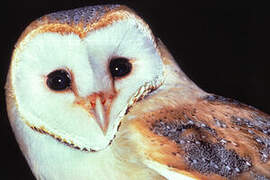 Western Barn Owl