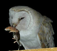 Western Barn Owl